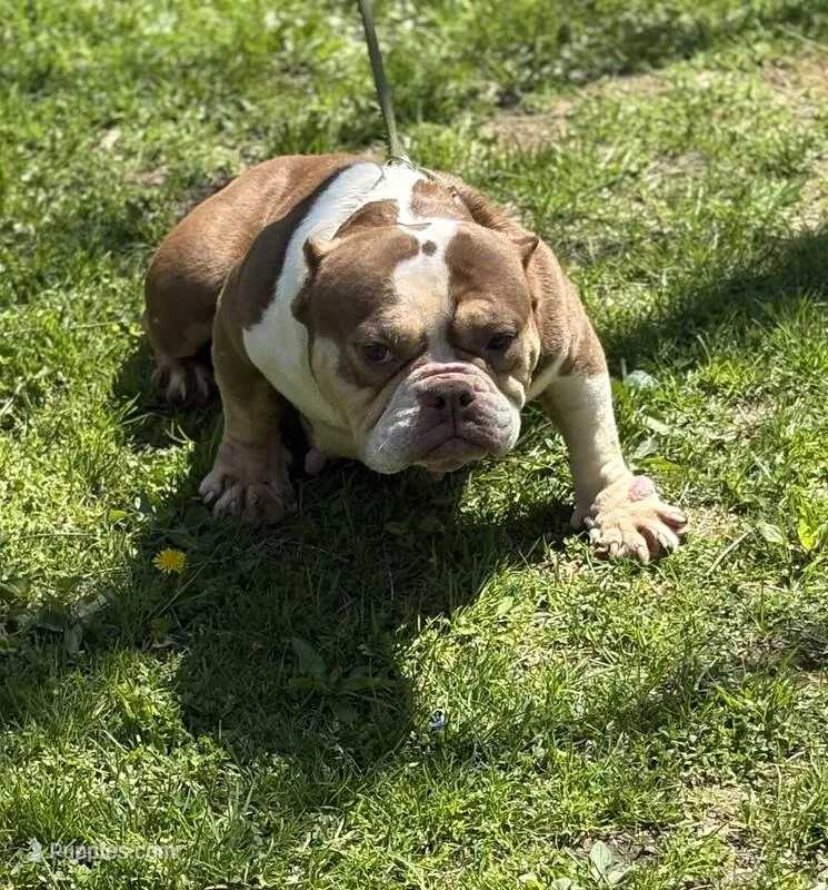 Chocolina  – American Bully puppy for sale in Rockford, IL