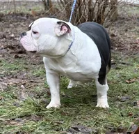 Princess , a male American Bully for sale in Rockford, IL – 2 of 5