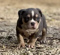 BEAST BOY, a male American Bully for sale in Rockford, IL – 3 of 10
