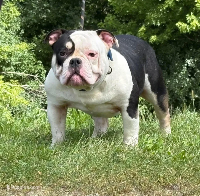 Princesso – American Bully puppy for sale in Rockford, IL