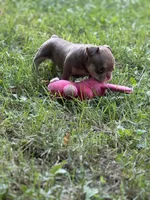 Misfit, a female American Bully for sale in Rockford, IL – 2 of 2