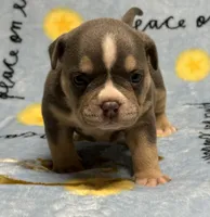 Male 2, a male American Bully for sale in Rockford, IL – 7 of 9