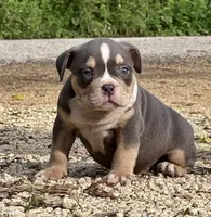 BEAST BOY, a male American Bully for sale in Rockford, IL – 4 of 10