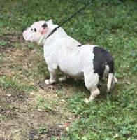 Snowball, a female American Bully for sale in Rockford, IL – 2 of 2
