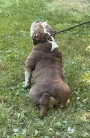 Chocolina , a female American Bully for sale in Rockford, IL – 3 of 4