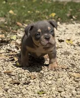 LIL MAN, a male American Bully for sale in Rockford, IL – 10 of 10