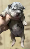 Cash Queen, a female American Bully for sale in Rockford, IL – 1 of 6