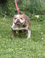 Chocolina , a female American Bully for sale in Rockford, IL – 3 of 3