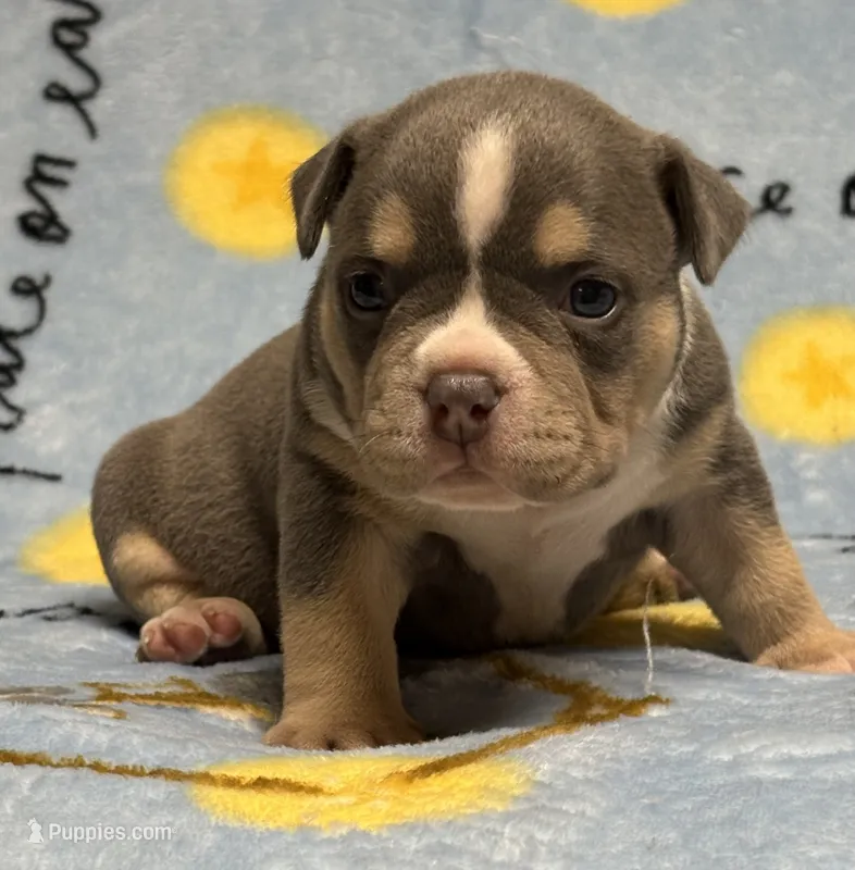 Male 2 – American Bully puppy for sale in Rockford, IL