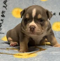 Male 2, a male American Bully for sale in Rockford, IL – 1 of 9