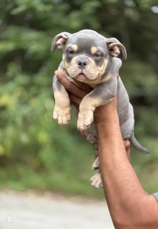 LIL MAN – American Bully puppy for sale in Rockford, IL