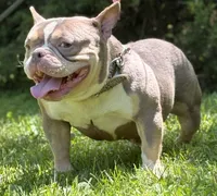 Golden Girl, a female American Bully for sale in Rockford, IL – 1 of 2