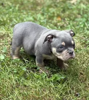LIL MAN, a male American Bully for sale in Rockford, IL – 4 of 5
