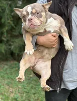 Golden Girl , a female American Bully for sale in Rockford, IL – Photo 4 of 6