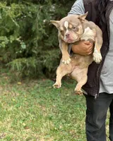 Golden Girl , a female American Bully for sale in Rockford, IL – Photo 5 of 6