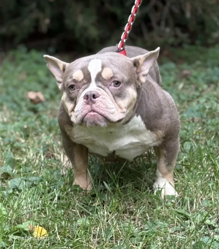 Golden Girl  – American Bully puppy for sale in Rockford, IL