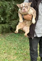 Golden Girl , a female American Bully for sale in Rockford, IL – Photo 6 of 6