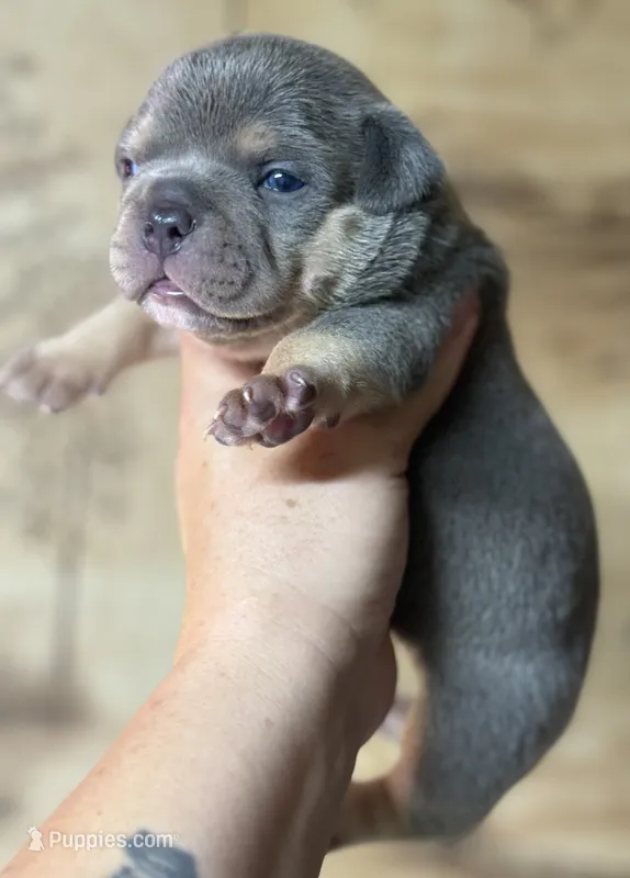 Godzilla  – American Bully puppy for sale in Rockford, IL