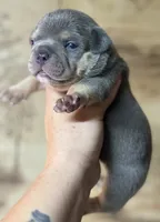 Godzilla , a male American Bully for sale in Rockford, IL – 1 of 8