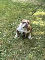Chocolina , a female American Bully for sale in Rockford, IL – 2 of 4