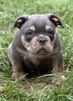 LIL MAN, a male American Bully for sale in Rockford, IL – 3 of 5