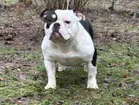Princesso , a male American Bully for sale in Rockford, IL – 5 of 5