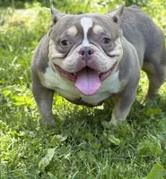 GOLDEN GIRL , a female American Bully for sale in Rockford, IL – 6 of 8