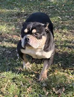 PAGANILLA , a female American Bully for sale in Rockford, IL – Photo 4 of 4
