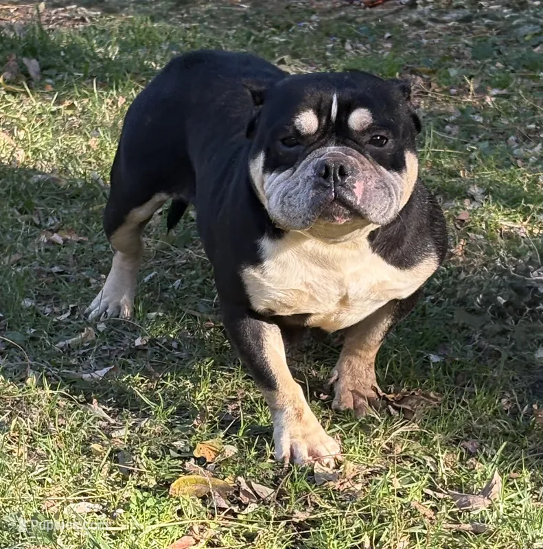 Paganilla – American Bully puppy for sale in Rockford, IL