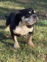 Paganilla, a female American Bully for sale in Rockford, IL – Photo 4 of 4