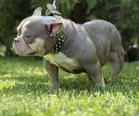 GOLDEN GIRL , a female American Bully for sale in Rockford, IL – 3 of 8
