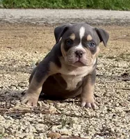 BEAST BOY, a male American Bully for sale in Rockford, IL – 5 of 10