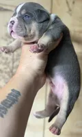 PUPPY2, a male American Bully for sale in Rockford, IL – 7 of 10