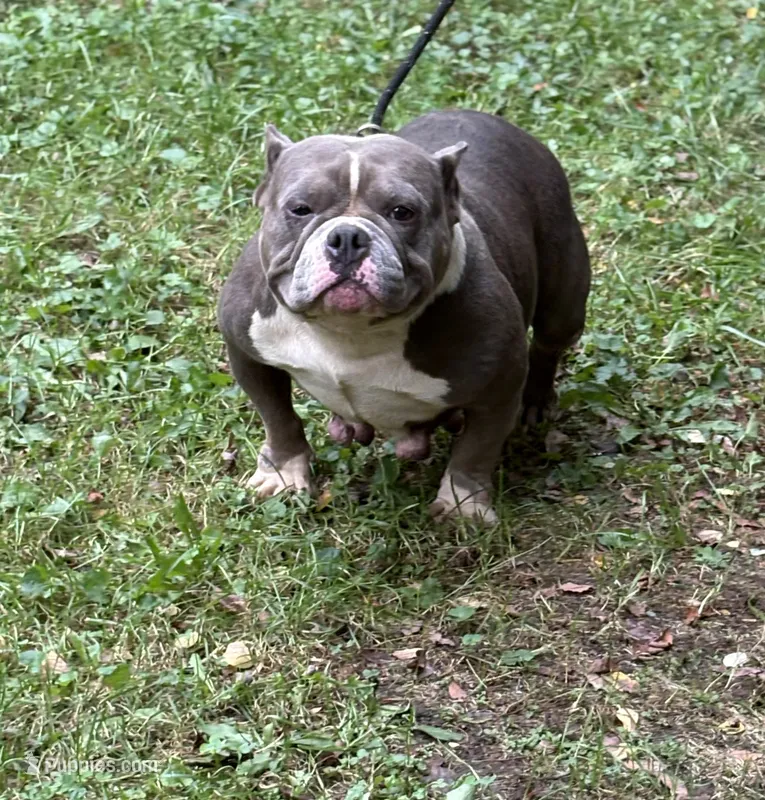 CHANGA – American Bully puppy for sale in Rockford, IL