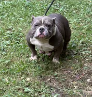 CHANGA, a female American Bully for sale in Rockford, IL – 1 of 2