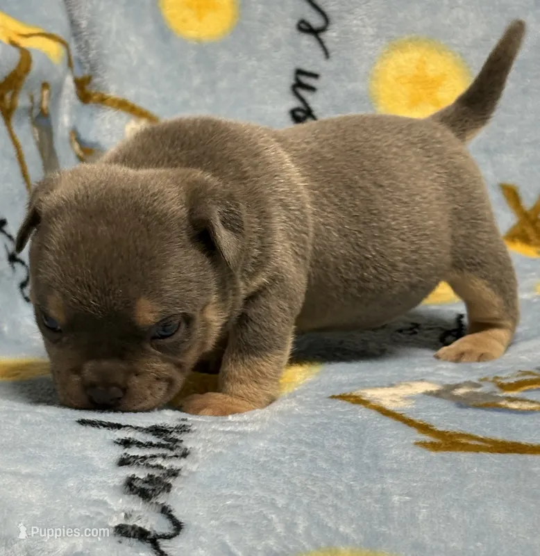 Godzilla  – American Bully puppy for sale in Rockford, IL