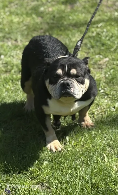 PAGANILLA  – American Bully puppy for sale in Rockford, IL
