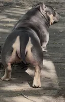 PUPPY2, a male American Bully for sale in Rockford, IL – 10 of 10