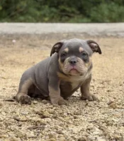 LIL MAN, a male American Bully for sale in Rockford, IL – 5 of 5