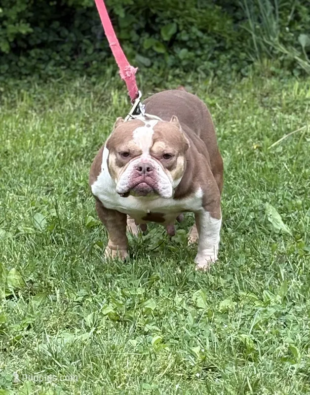 Chocolina  – American Bully puppy for sale in Rockford, IL