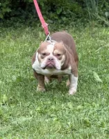 Chocolina , a female American Bully for sale in Rockford, IL – 1 of 3