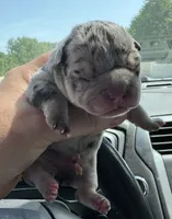 Merle pup, a female American Bully for sale in Rockford, IL – 4 of 7