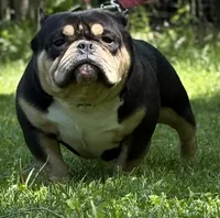 Rhino , a male American Bully for sale in Rockford, IL – 3 of 5