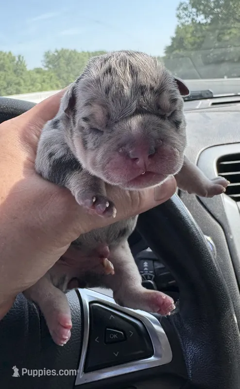 Merle pup – American Bully puppy for sale in Rockford, IL