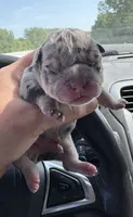 Merle pup, a female American Bully for sale in Rockford, IL – 1 of 7