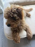 Larry, a male Poodle - Miniature  for sale in Sacramento, CA – 5 of 9