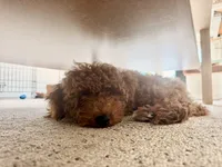 Larry, a male Poodle - Miniature  for sale in Sacramento, CA – 3 of 9