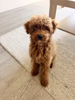 Larry, a male Poodle - Miniature  for sale in Sacramento, CA – 7 of 9