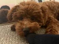 Larry, a male Poodle - Miniature  for sale in Sacramento, CA – 4 of 9