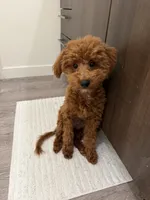 Larry, a male Poodle - Miniature  for sale in Sacramento, CA – 6 of 9
